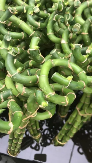 Dracaena Sanderiana Lucky Bamboo Spiral Bamboo Home Air Cleaning 